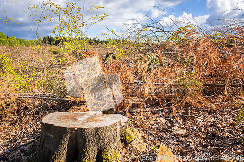 Image of cleared forest outdoor scenery south Germany