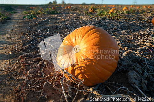 Image of typical field of pumpkin
