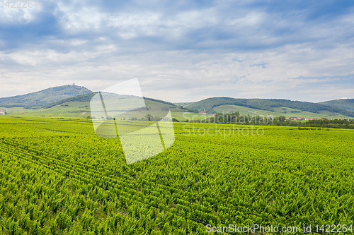 Image of vineyard at Castle Hochkoenigsburg Alsace France