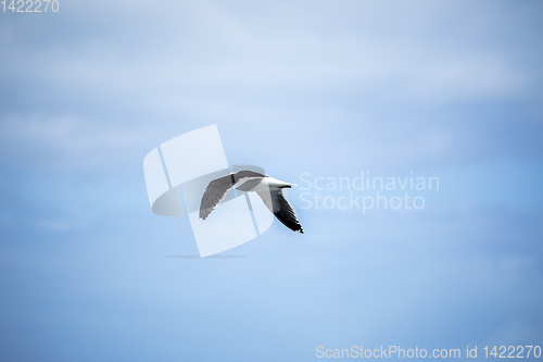 Image of seagull bird in the sky