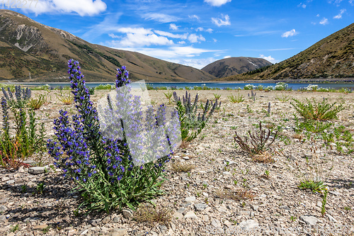 Image of Landscape scenery in south New Zealand