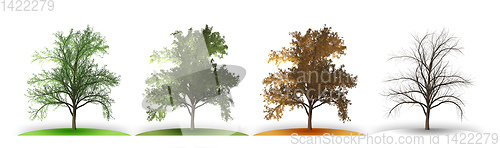 Image of tree in four seasons