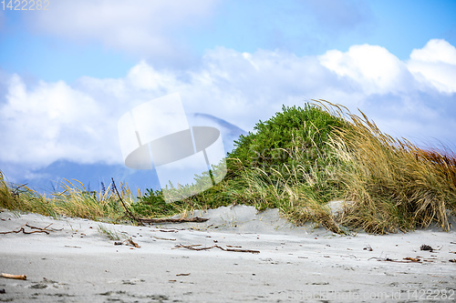 Image of green dune at the beach background