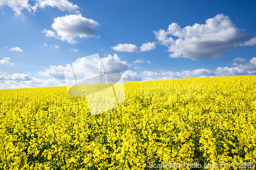 Image of rape field spring background