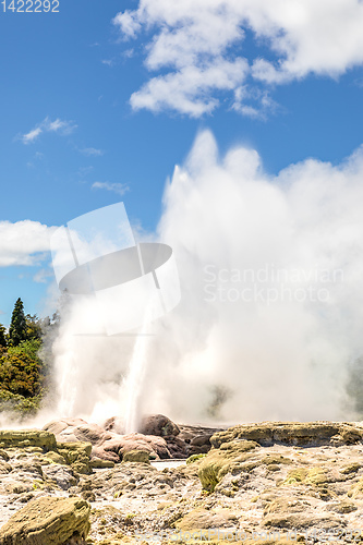 Image of Geyser in New Zealand Rotorua