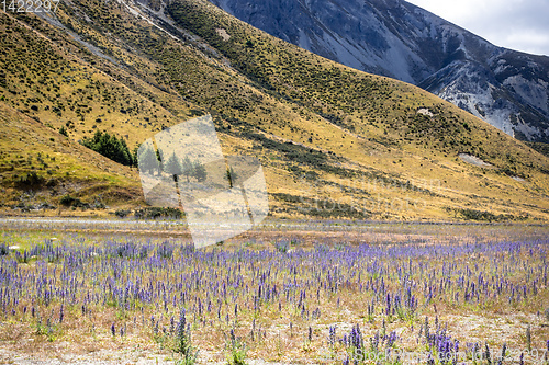 Image of Landscape scenery in south New Zealand