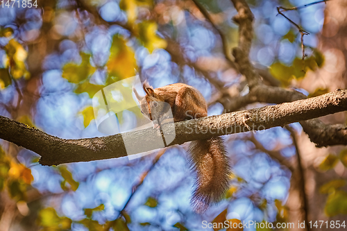 Image of Squirrel on the branch