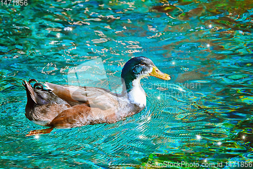 Image of Swimming Male Duck