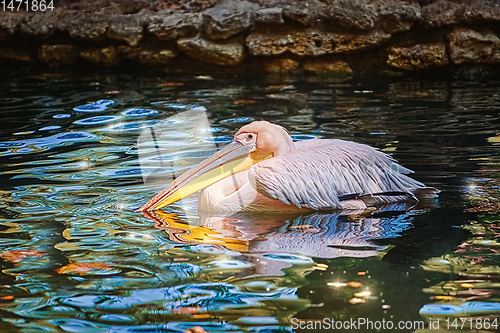 Image of Pelican on the Pond