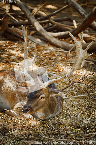 Image of Portrait of a Deer