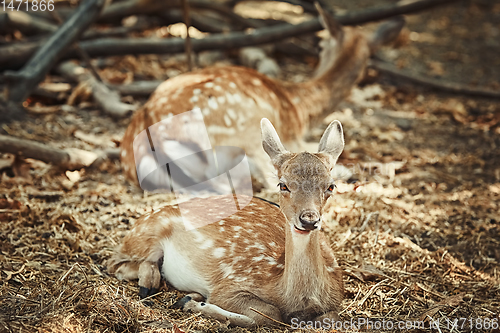 Image of Portrait of a Young Deer