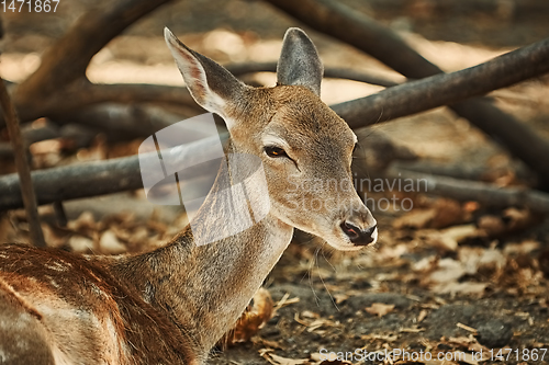 Image of Portrait of a Young Deer