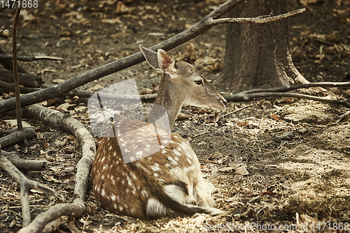 Image of Portrait of a Young Deer