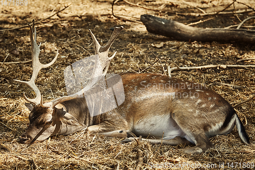 Image of Portrait of a Deer