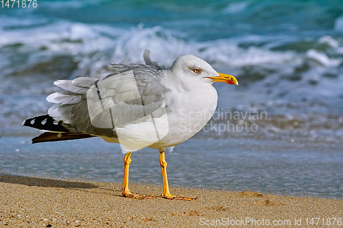Image of Seagull on the shore