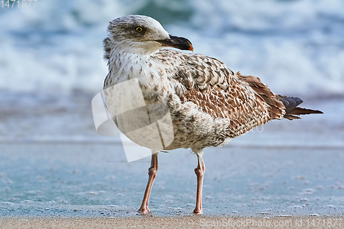 Image of Seagull on the shore