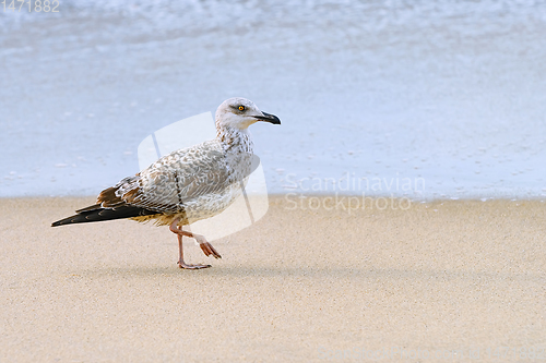 Image of Fledgling of gull