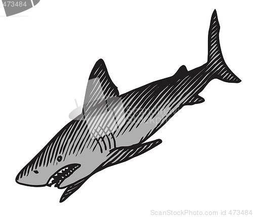 Image of Shark