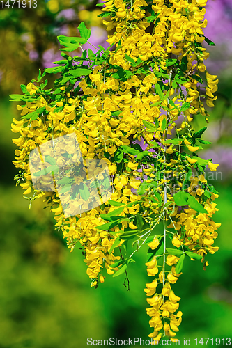 Image of Common Laburnum Flowers