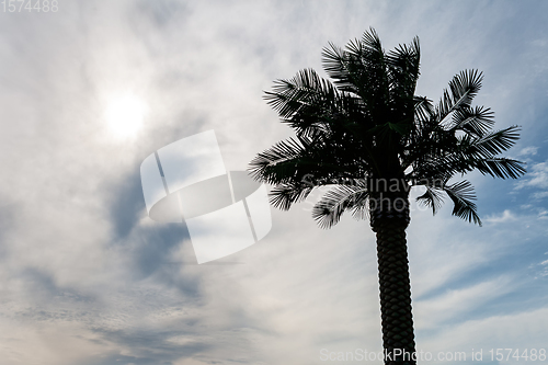 Image of Palm tree against the sky.