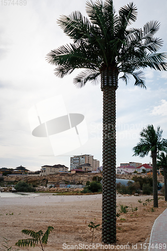 Image of Palm tree against the sky.