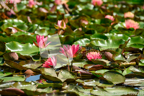 Image of Red water lily AKA Nymphaea alba f. rosea in a lake