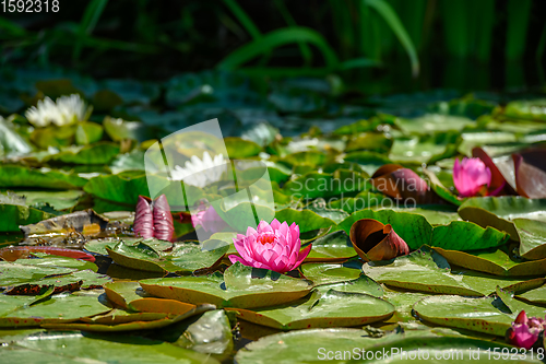 Image of Red water lily AKA Nymphaea alba f. rosea in a lake