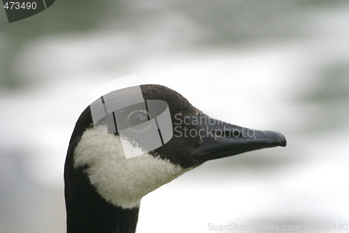 Image of Canada goose