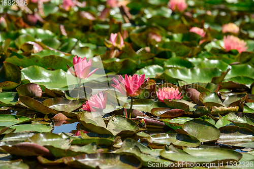 Image of Red water lily AKA Nymphaea alba f. rosea in a lake