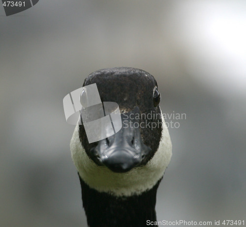 Image of Canada goose