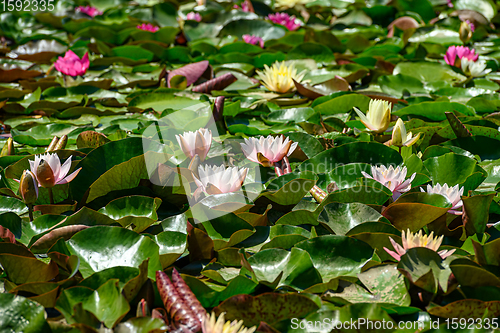 Image of Red water lily AKA Nymphaea alba f. rosea in a lake