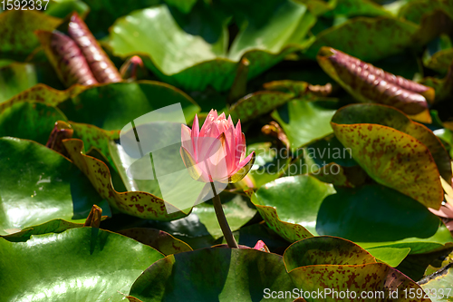 Image of Red water lily AKA Nymphaea alba f. rosea in a lake