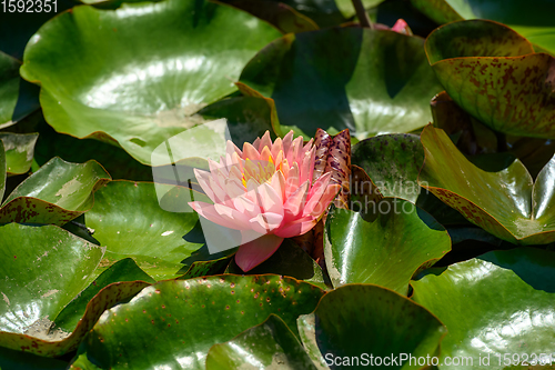 Image of Red water lily AKA Nymphaea alba f. rosea in a lake