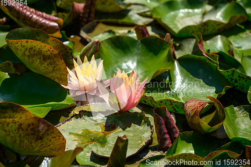 Image of Red water lily AKA Nymphaea alba f. rosea in a lake