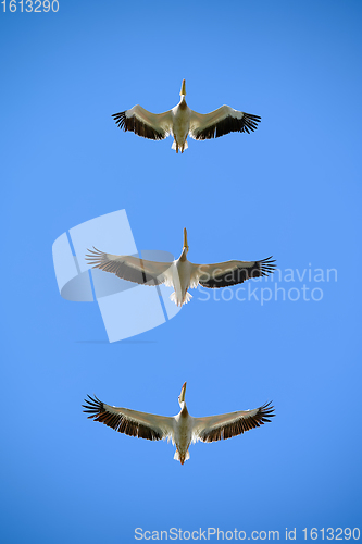 Image of Pelicans flying right above in the blue sky