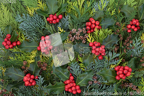 Image of Holly Berry and Cedar Cypress Fir Background  