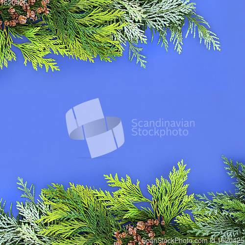 Image of Cedar Cypress and Juniper Fir Winter Greenery Border 