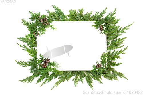 Image of Juniper Fir and Cedar Cypress Winter Border