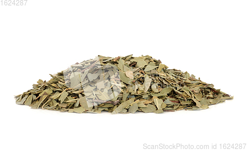 Image of Boldo Herb Leaves Used in Herbal Medicine