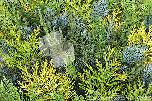 Image of Cedar Cypress Leylandii Fir Background