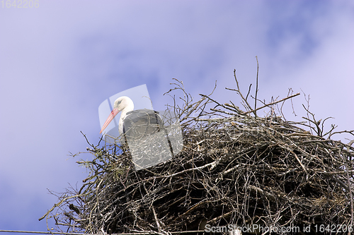 Image of White stork in the nest