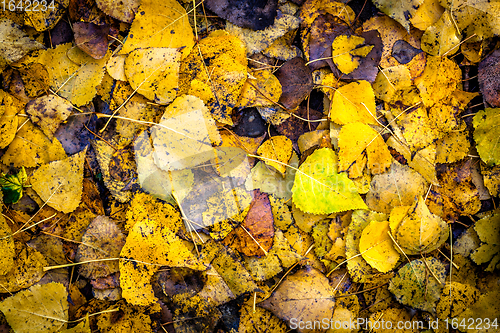 Image of Autumn leaves background