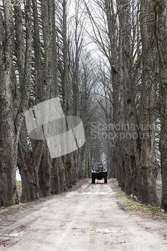 Image of Lime tree alley with tractor on road