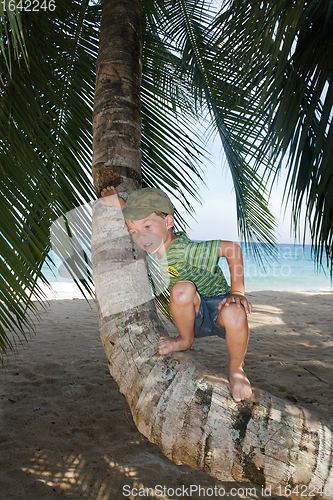 Image of Boy on palm tree