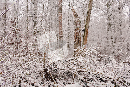 Image of Wintertime landscape of snowy deciduous stand