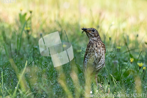 Image of Song Thrush (Turdus philomelos) holding food closeup