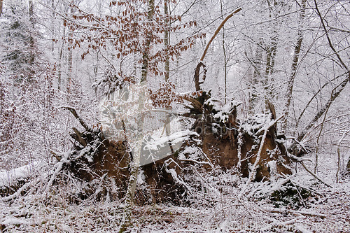 Image of Wintertime landscape of snowy deciduous stand