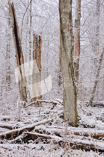 Image of Wintertime landscape of snowy deciduous stand
