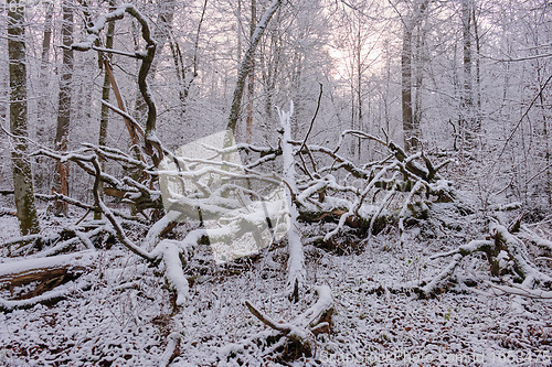 Image of Wintertime landscape of snowy deciduous stand