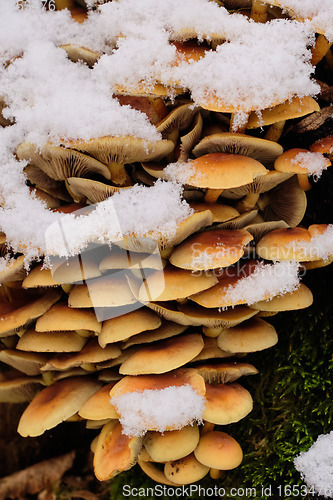 Image of Mushroom cluster in snow